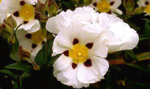 Cistus florentinus