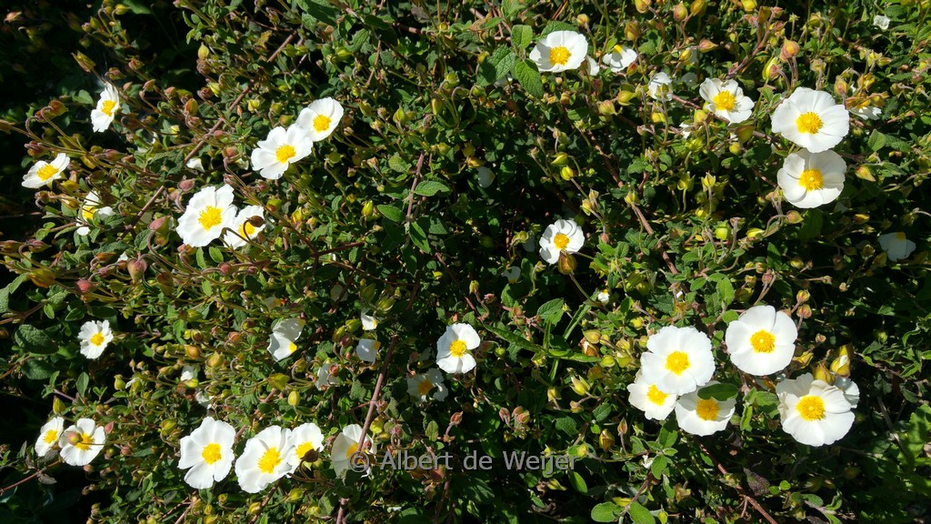 Cistus obtusifolius
