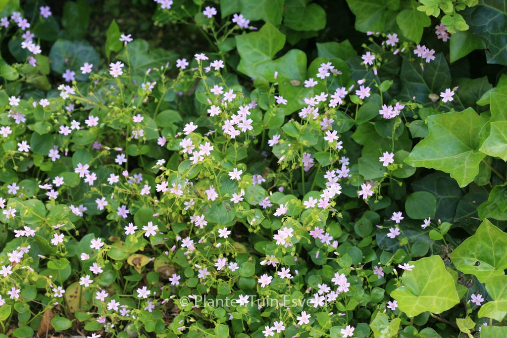 Claytonia sibirica