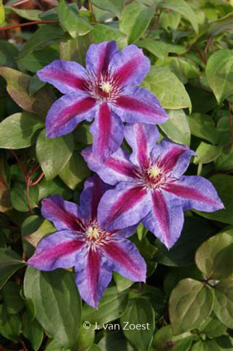 Clematis ‘Akaishi’