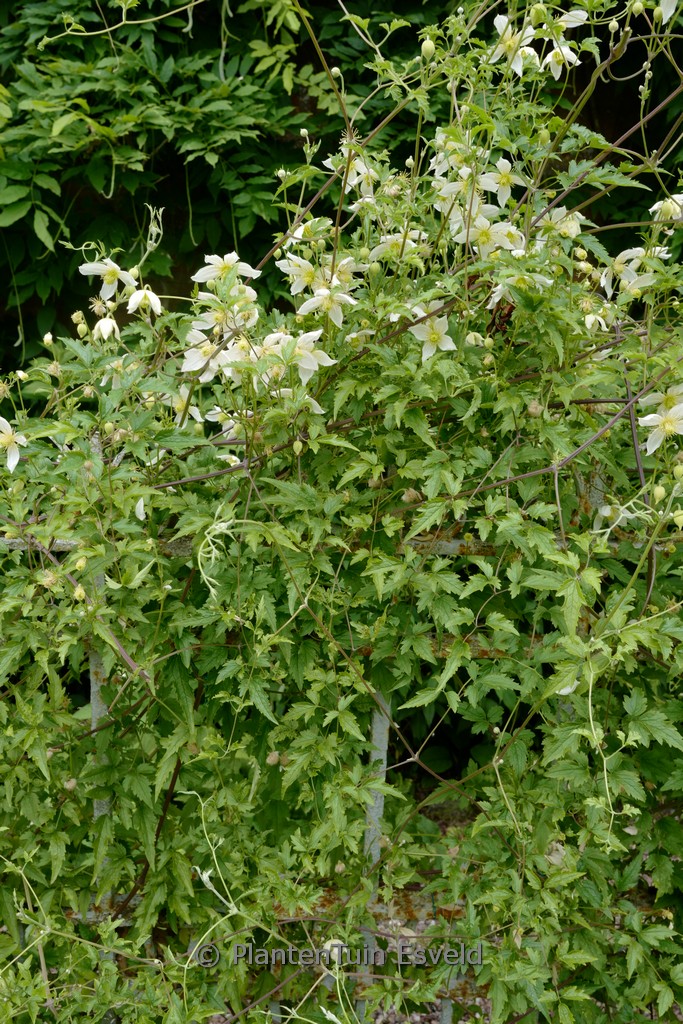 Clematis ‘Anita’