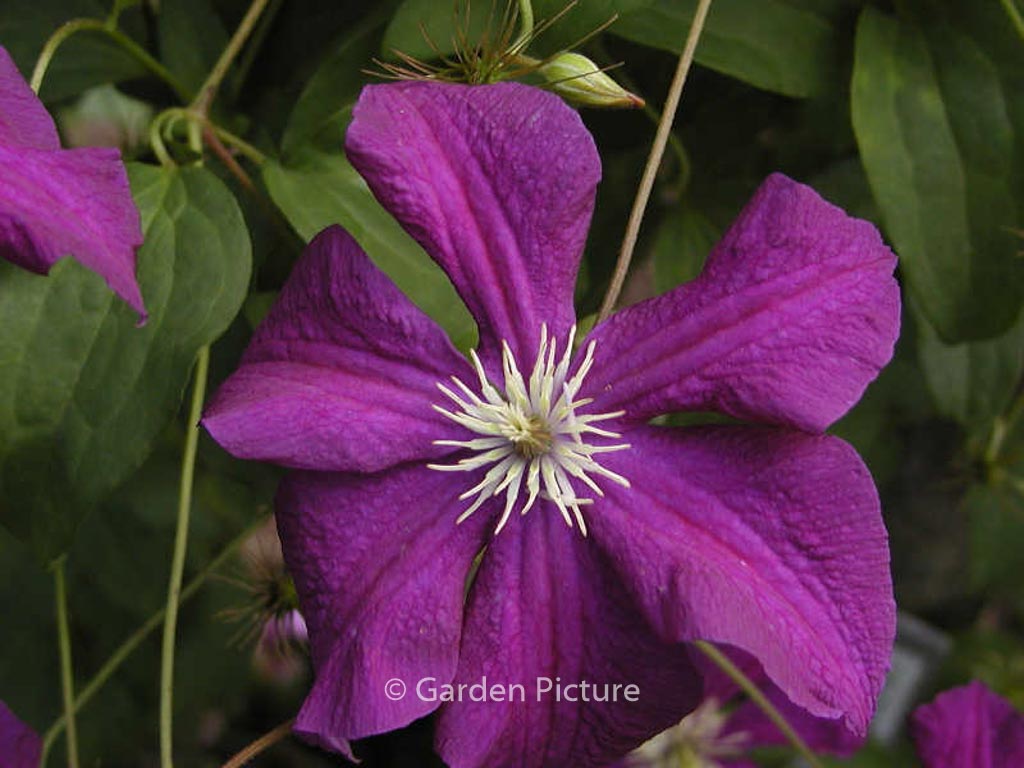 Clematis ‘Aotearoa’