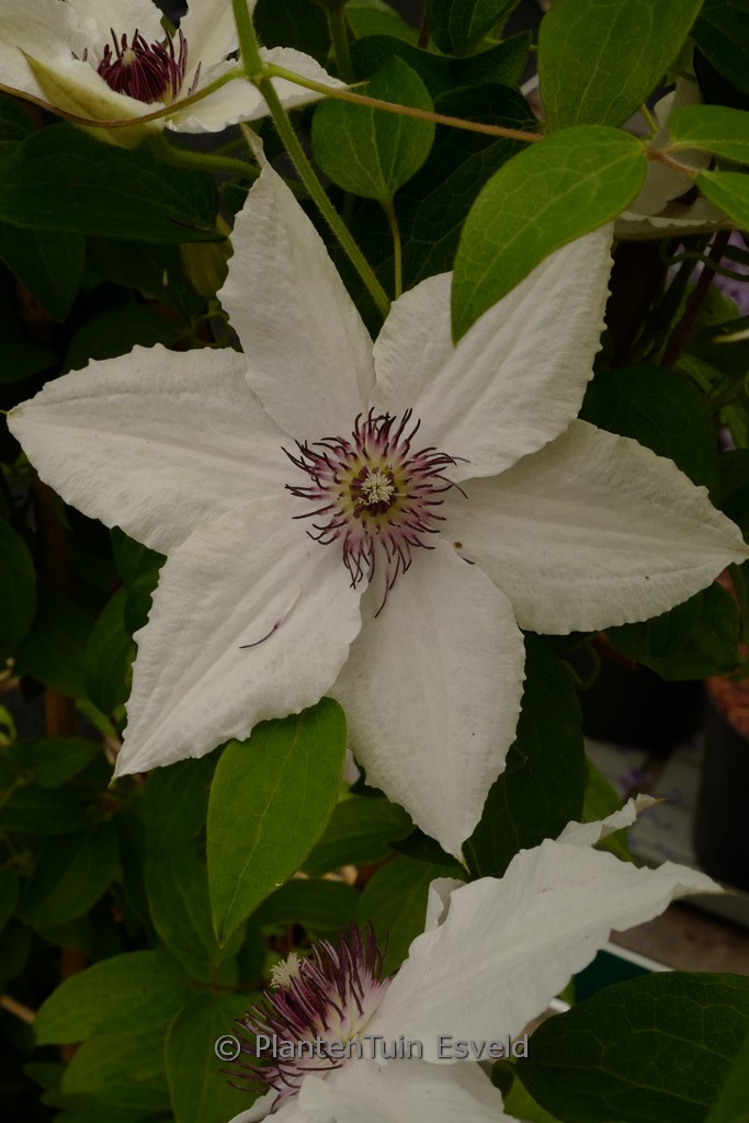 Clematis ‘BFCCSPA’ (SPARKLER)