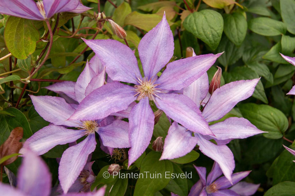 Clematis ‘Bagatelle’