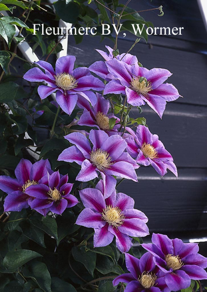 Clematis ‘Barbara Jackman’