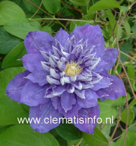 Clematis ‘Beauty of Worcester’