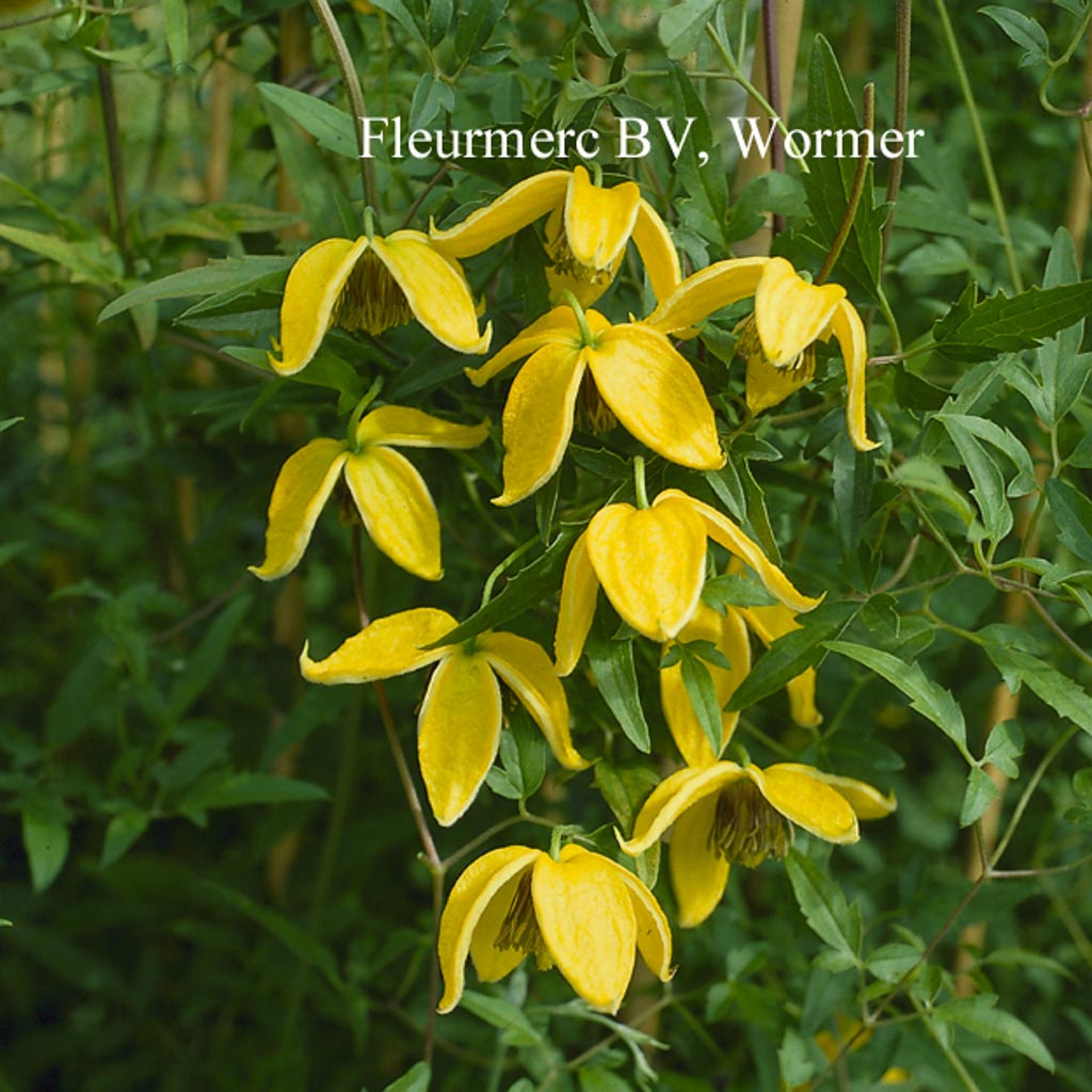 Clematis ‘Bill MacKenzie’