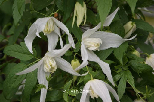 Clematis ‘Broughton Bride’