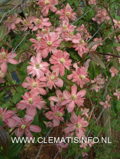 Clematis ‘Broughton Star’