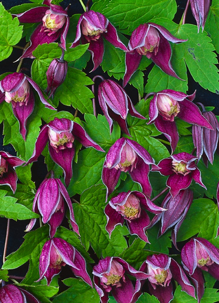 Clematis ‘Brunette’
