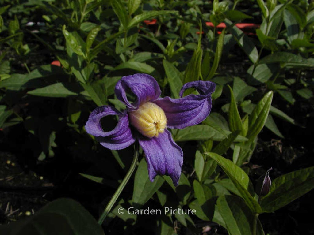 Clematis ‘Budapest’