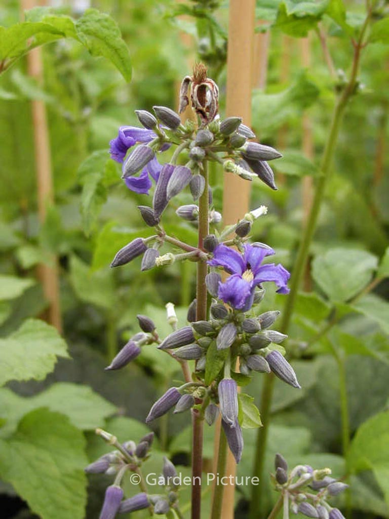 Clematis ‘Cote d’Azur’