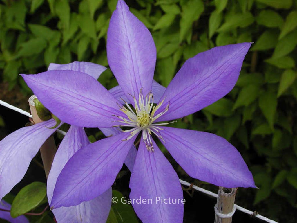 Clematis ‘Countess of Lovelace’