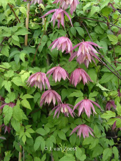 Clematis ‘Cragside’