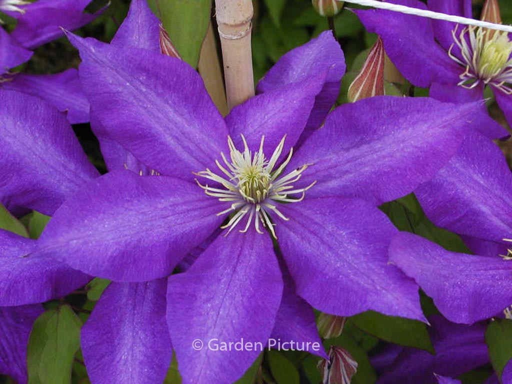 Clematis ‘Daniel Deronda’