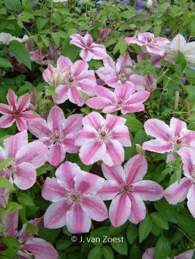 Clematis ‘Darius’