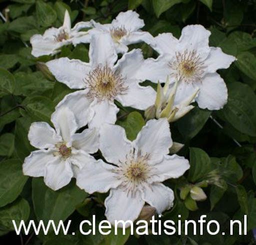 Clematis ‘Destiny’