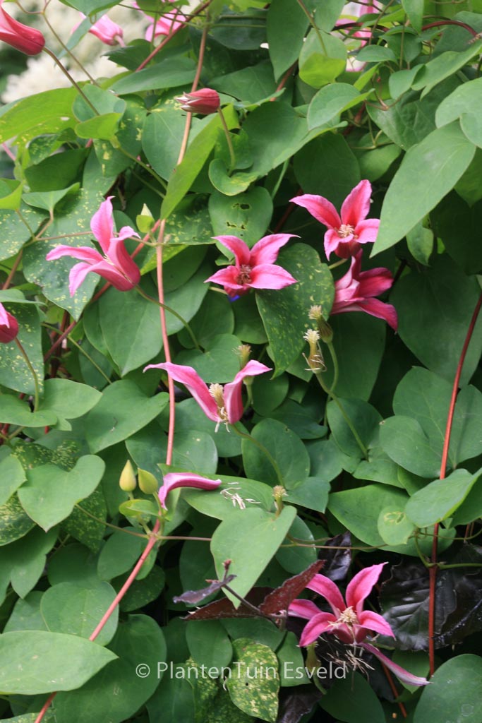 Clematis ‘Duchess of Albany’