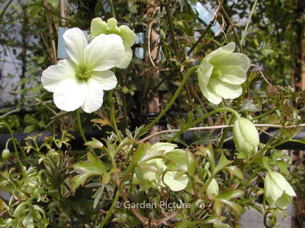Clematis ‘Early Sensation’