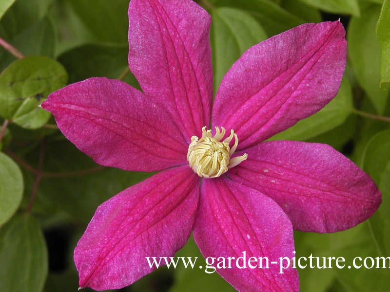 Clematis ‘Ernest Markham’
