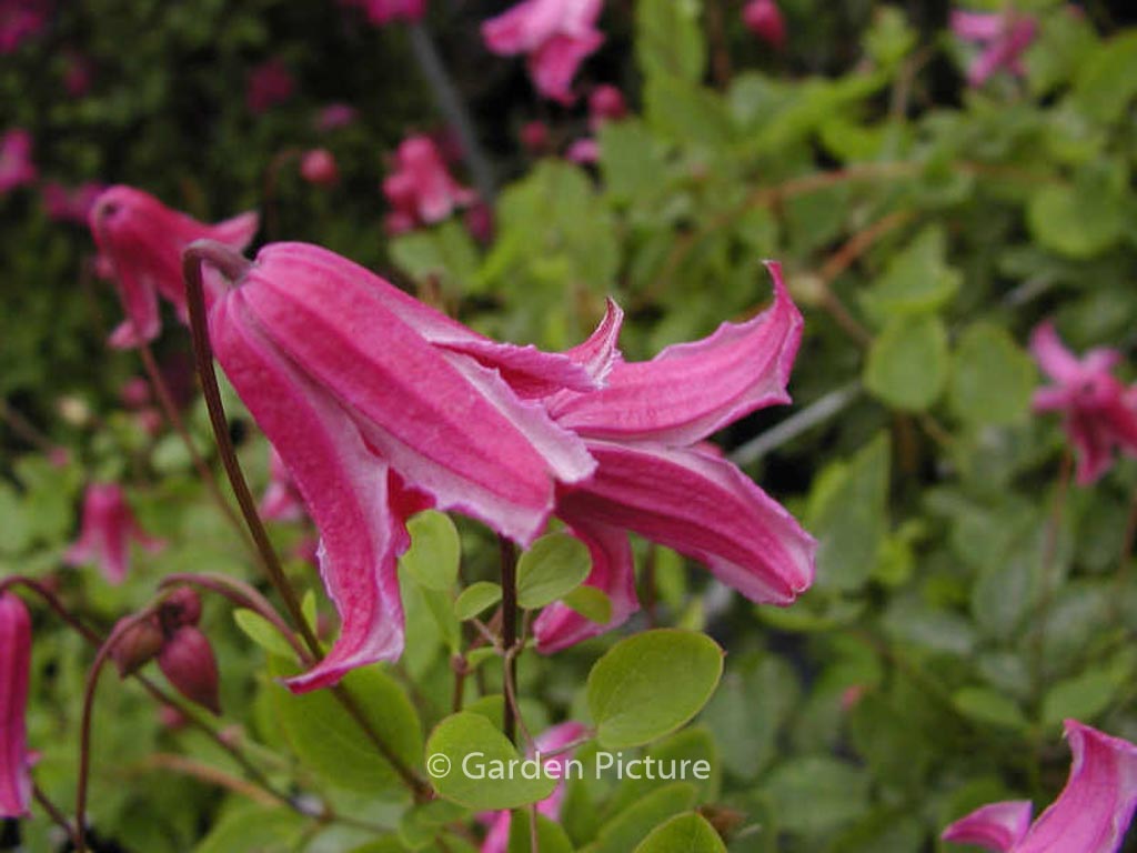 Clematis ‘Etoile Rose’