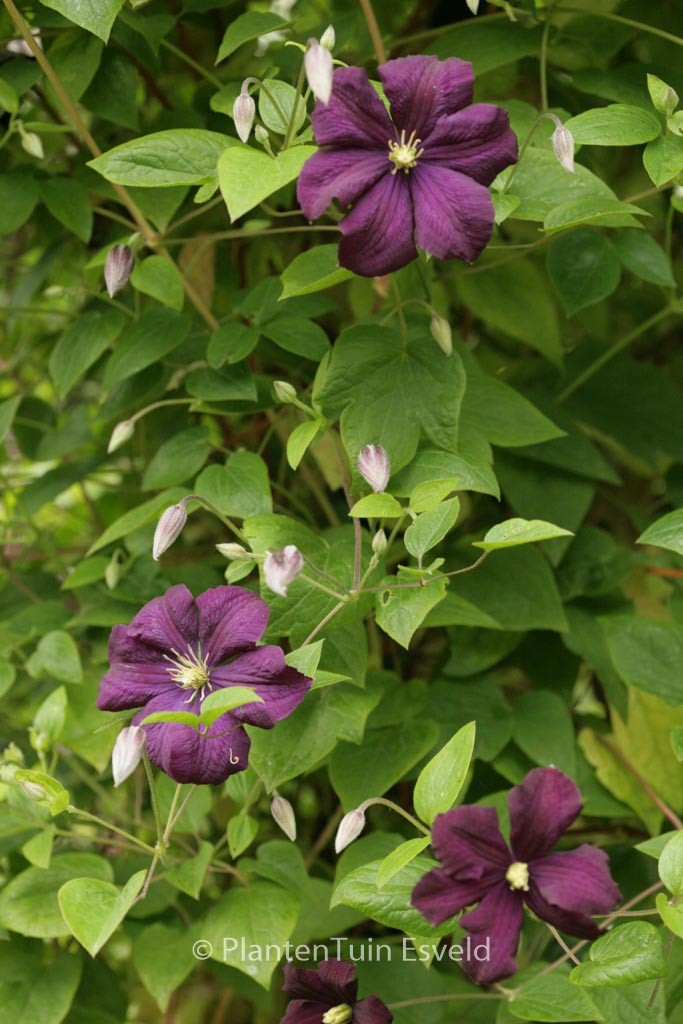 Clematis ‘Etoile Violette’ (VIOLET STAR)