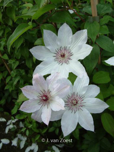 Clematis ‘Fair Rosamond’