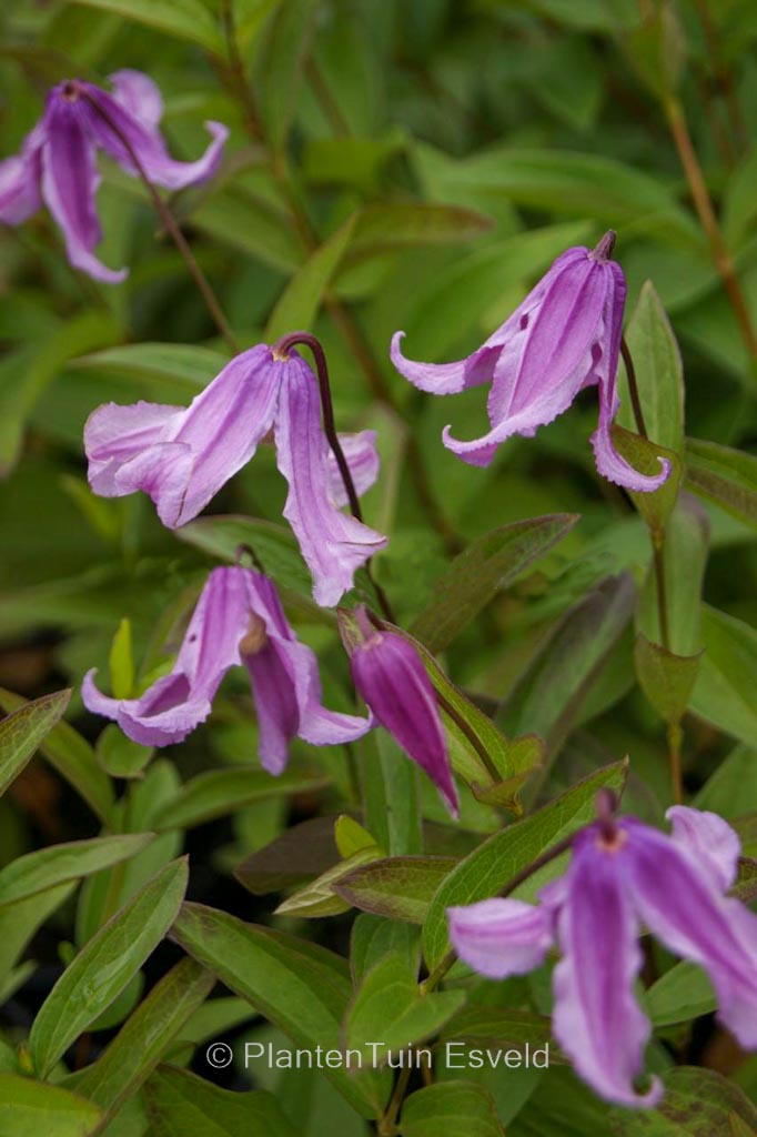 Clematis ‘Floris V’
