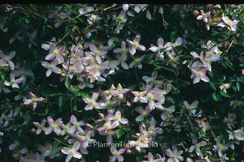 Clematis ‘Fragrant Spring’