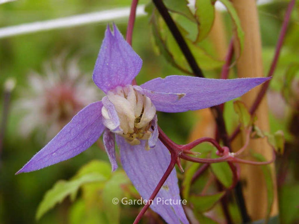 Clematis ‘Frances Rivis’