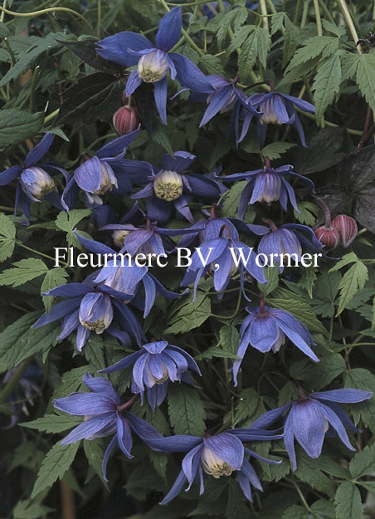 Clematis ‘Frankie’