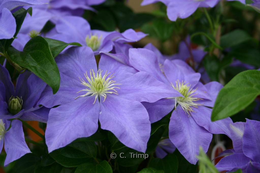 Clematis ‘Fujimusume’