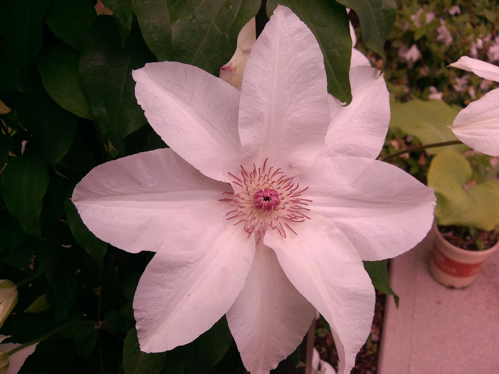 Clematis ‘Fuyu-no-tabi’
