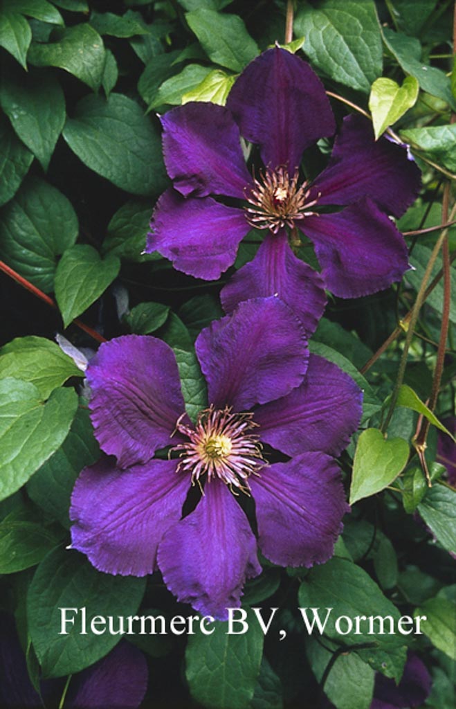 Clematis ‘Gipsy Queen’