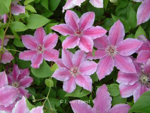 Clematis ‘Girenas’