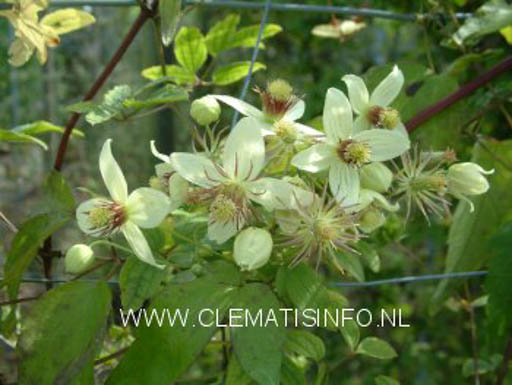Clematis ‘Grace’