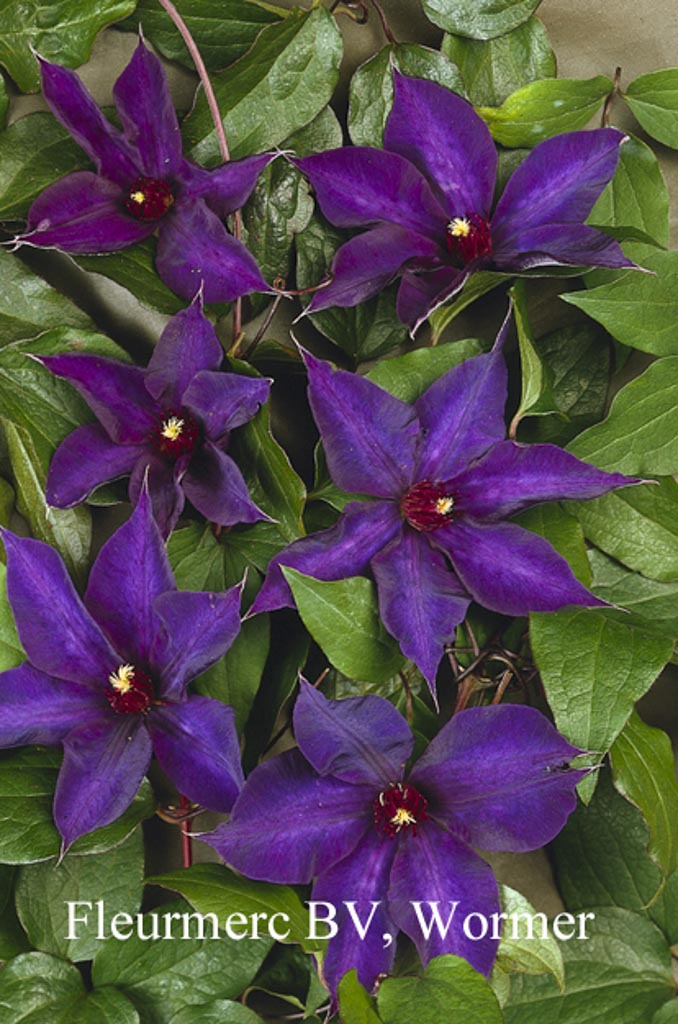 Clematis ‘Guiding Star’
