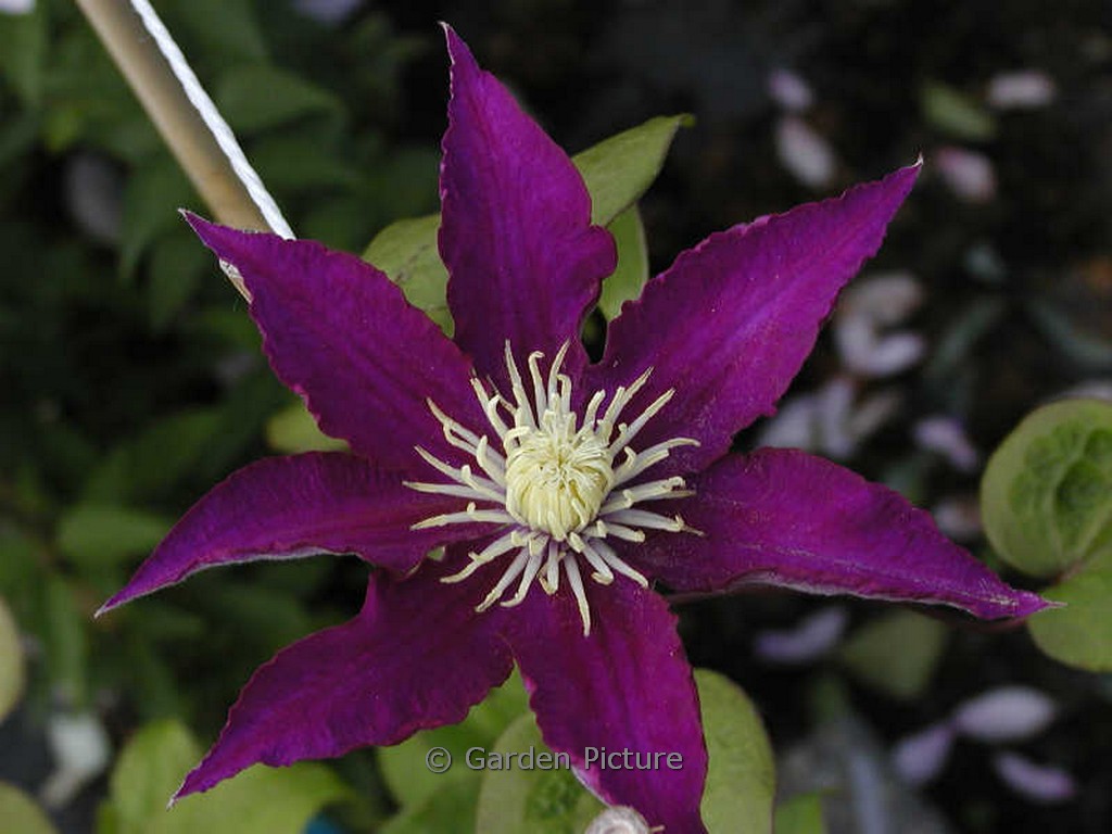 Clematis ‘Hakuokan’