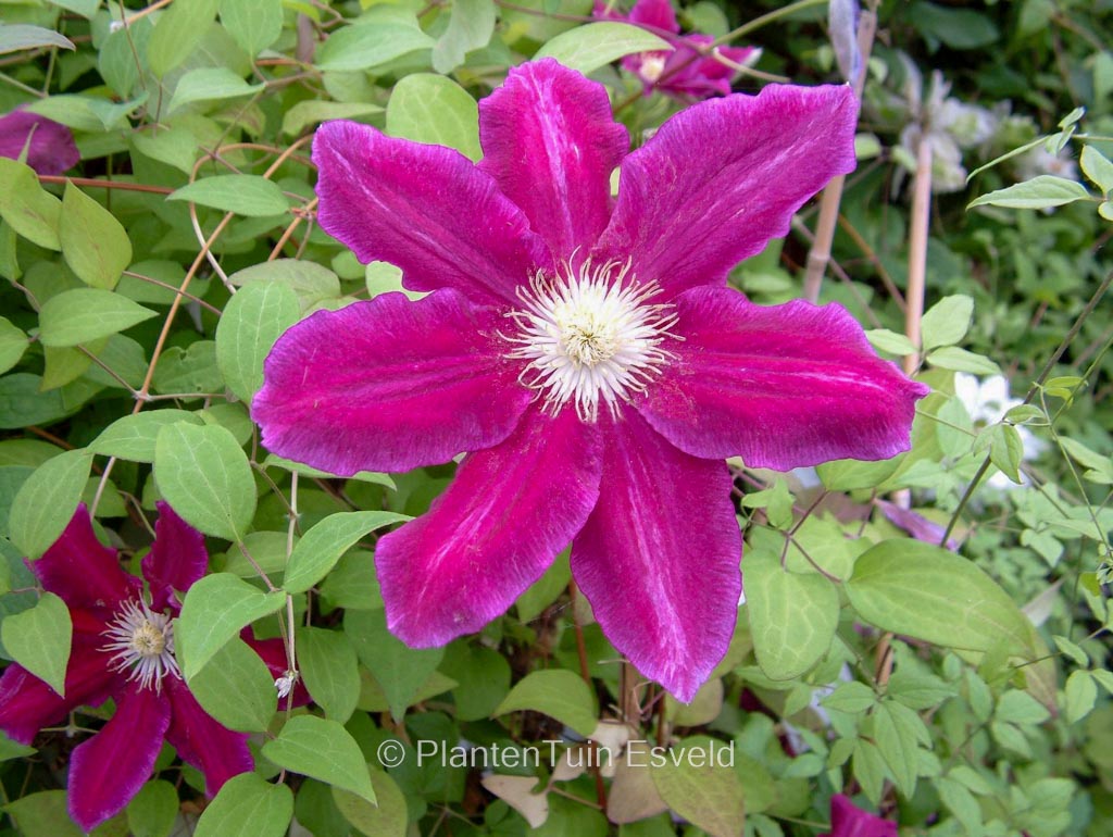 Clematis ‘Hania’