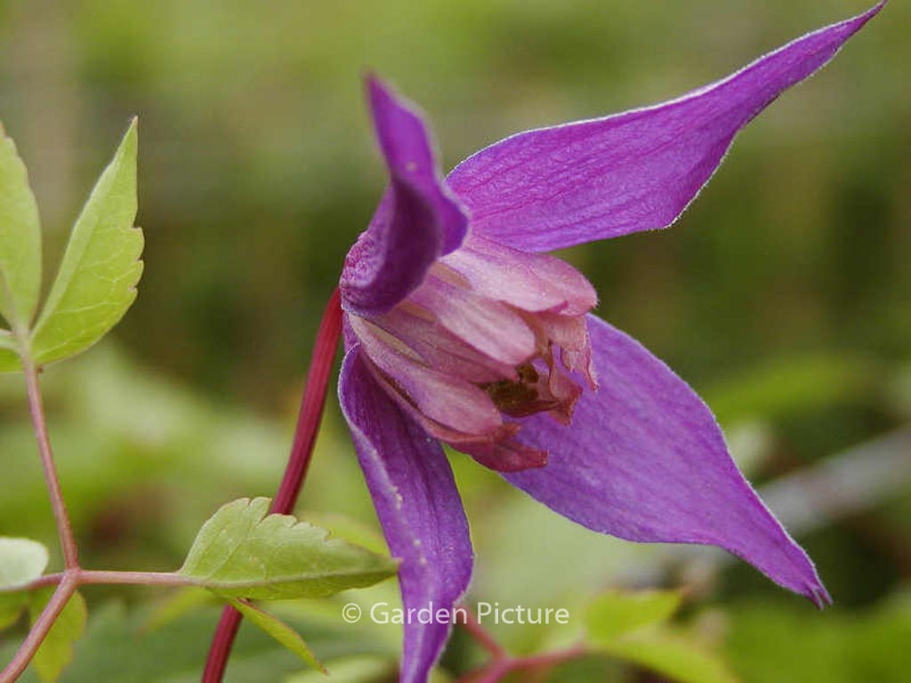 Clematis ‘Helsingborg’
