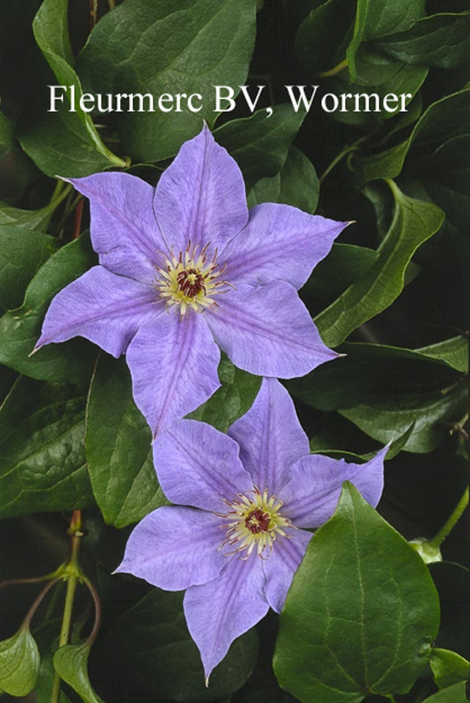 Clematis ‘Hybrida Sieboldii’