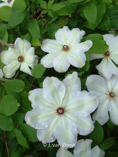 Clematis ‘Ibi’