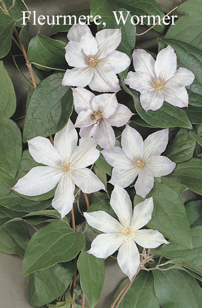 Clematis ‘Jackmanii Alba’