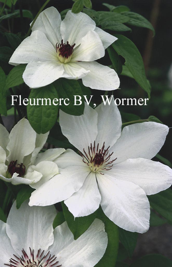 Clematis ‘James Mason’