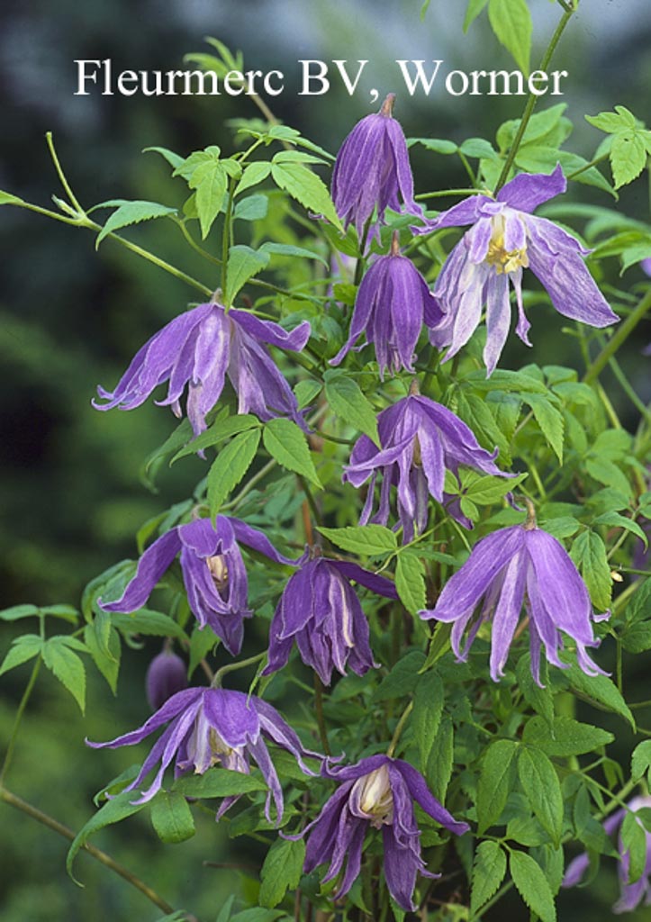 Clematis ‘Jan Lindmark’