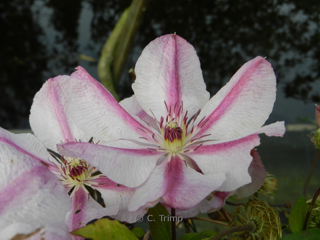 Clematis ‘Jan Pawel II’
