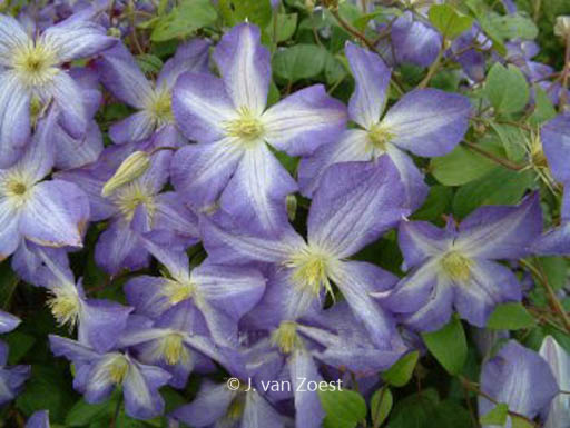 Clematis ‘Jenny’