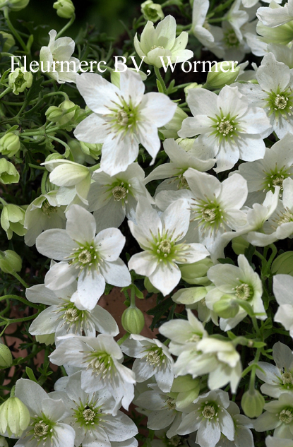 Clematis ‘Joe’