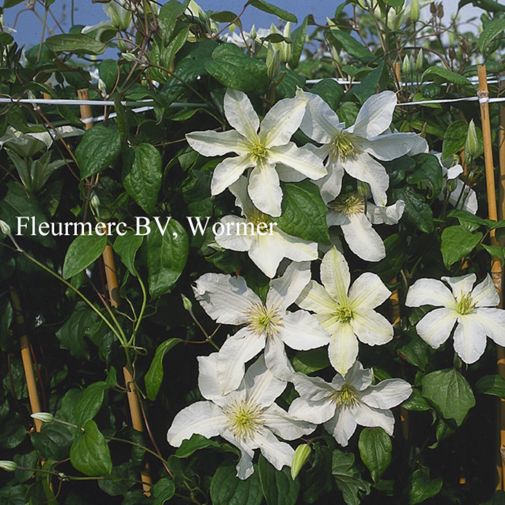 Clematis ‘John Huxtable’