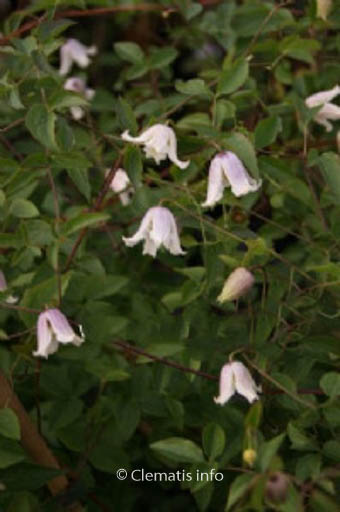 Clematis ‘Kaiu’